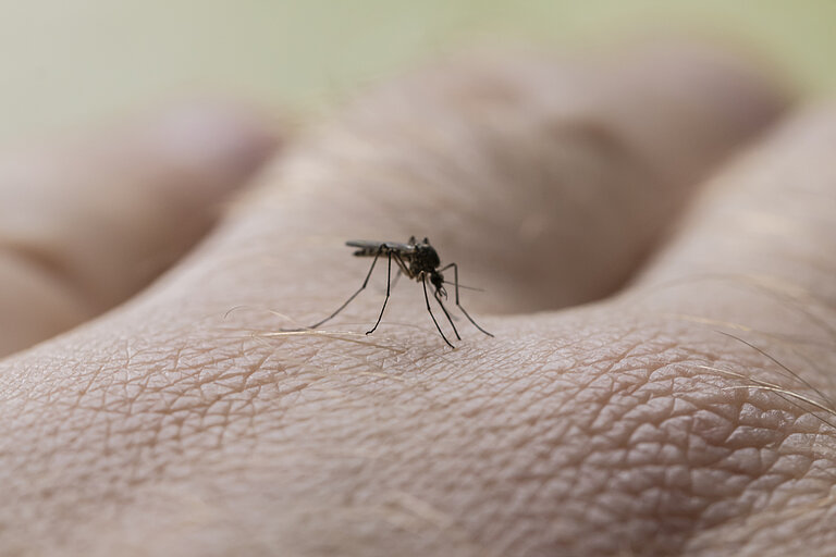 Nahaufnahme einer Stechmücke auf einer Hand.